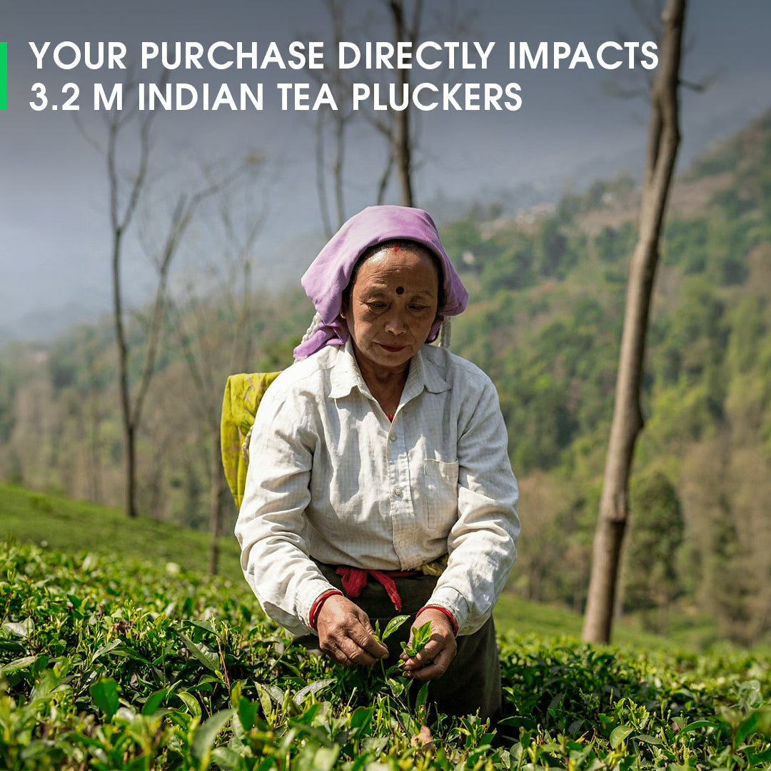 Darjeeling Avongrove Spring Clonal Flowery Black (Signature Series)